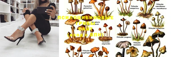 сатива Алзамай